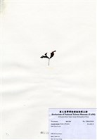 藏品(有柄褐扇藻)的圖片